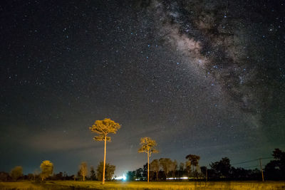 Low angle view of trees against sky at night