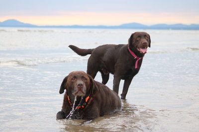 Labradors at beach