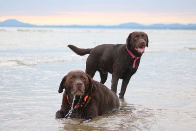 Two labrador on beach