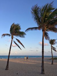 Palm trees on beach against sky