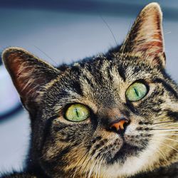 Close-up portrait of a cat