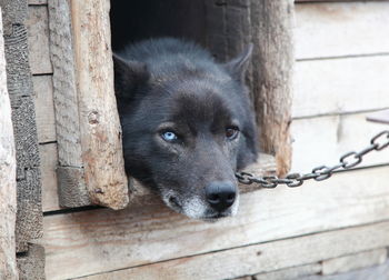 Close-up of dog looking at fence