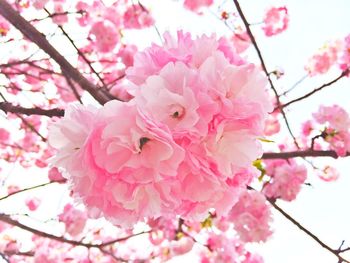 Low angle view of pink flowers blooming on tree