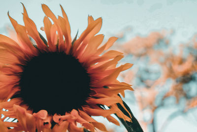 Close-up of flower blooming outdoors