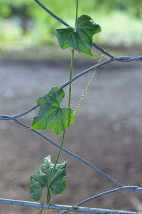 Close-up of plant