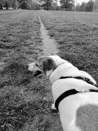 Dog on field