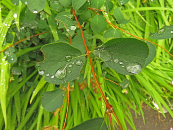 Close-up of raindrops on leaf