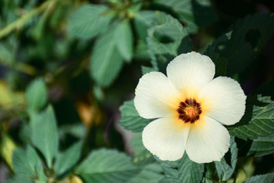 Close-up of flower blooming outdoors