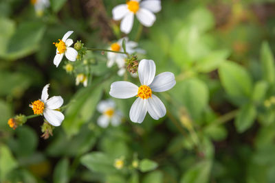 Close-up of white flowering plant