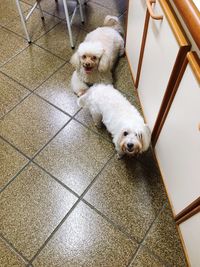 High angle view of dog on floor at home