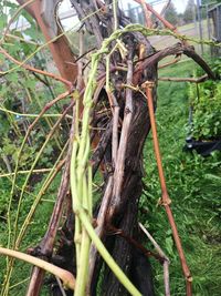 Close-up of bamboo tree in field