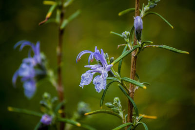 Close-up of plant