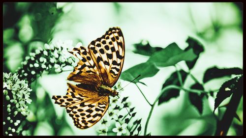 Close-up of butterfly on plant