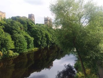 Reflection of trees in water