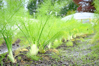 plant