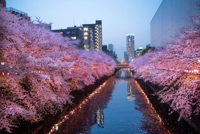 Canal amidst cherry blossoms in city at dusk