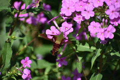 Close-up of pink flowering plant