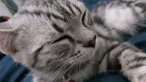 Close-up of cat sleeping