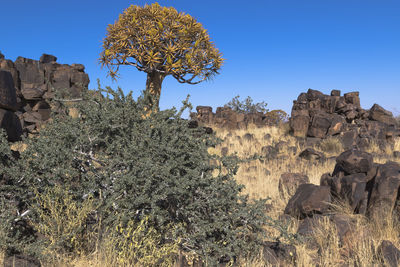 Namibia tree