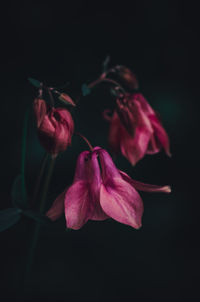 Close-up of pink rose over black background