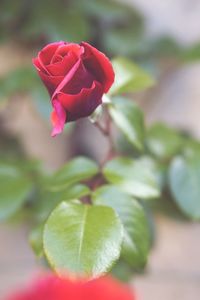 Close-up of red rose