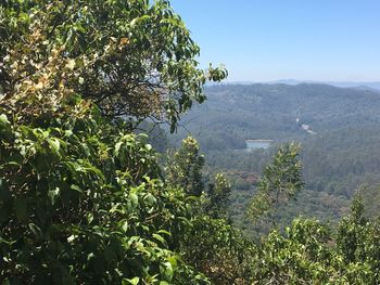 Trees and plants growing on mountain