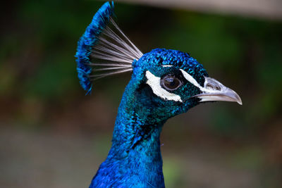 Close-up of a peacock