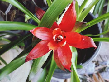 Close-up of red flowering plant
