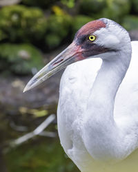 Close-up of a adult whooping crane