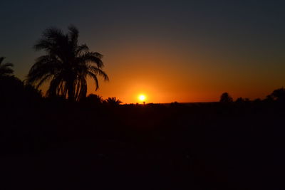 Silhouette of trees at sunset