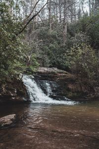 Scenic view of stream flowing in forest