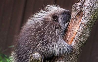 Spiky porcupine climbing a tree in the back yard