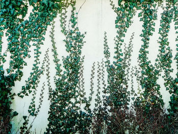 Low angle view of ivy growing on tree