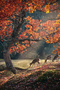 Deer in forest during autumn