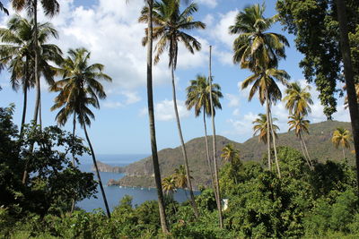 Panoramic view of coconut palm trees against sky