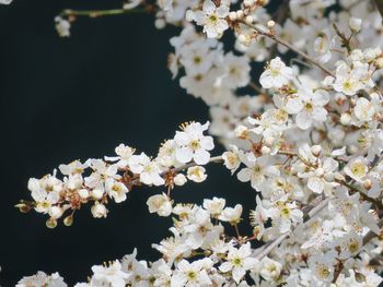 Close-up of white cherry blossom tree