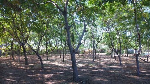 Trees growing on landscape