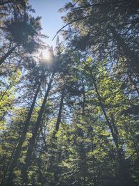 Low angle view of trees in forest