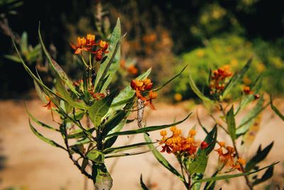 Close-up of orange flowering plant