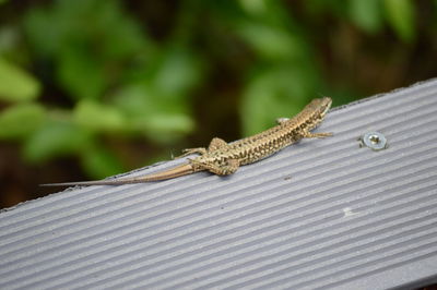 Close-up of lizard on metal