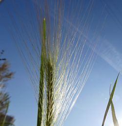 Low angle view of stalks against clear blue sky