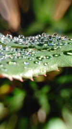 Close-up of water drops on leaf