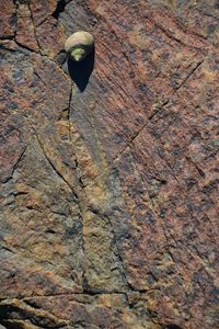 Full frame shot of tree trunk