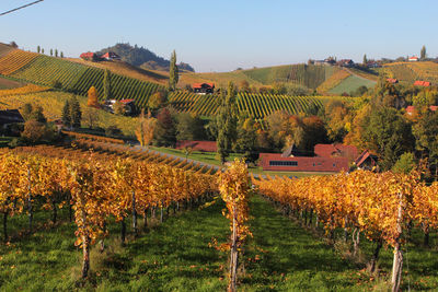 View of vineyard against sky during autumn