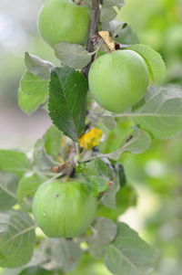 Close-up of fruits on tree