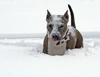 Dog on snow covered land