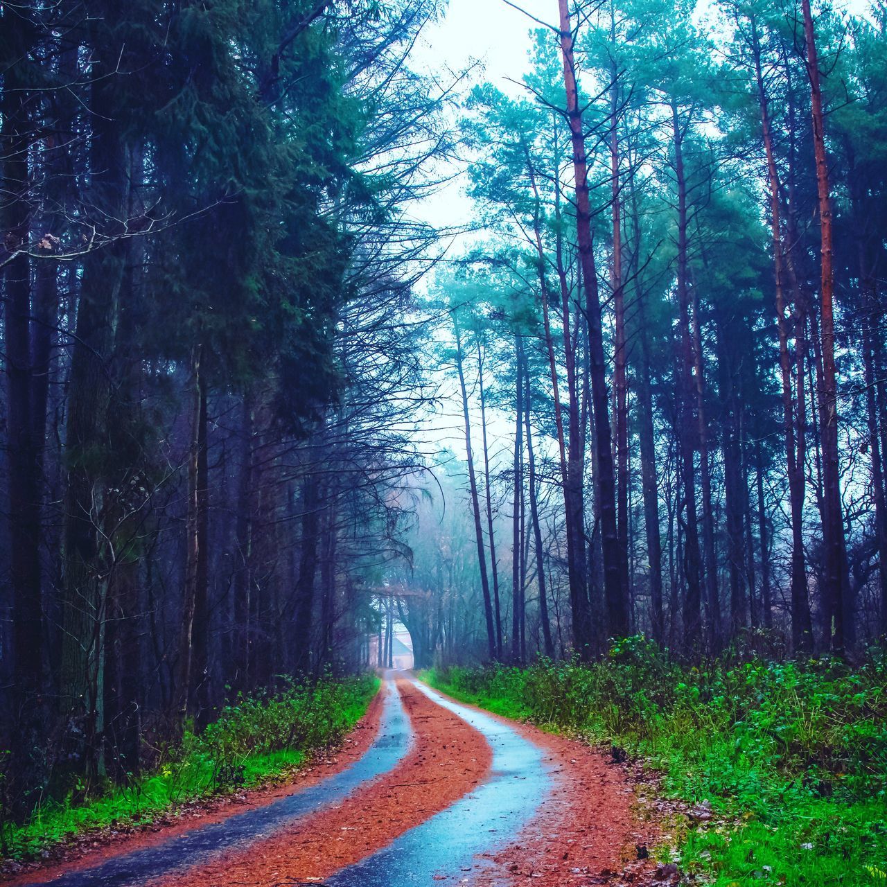 tree, forest, the way forward, road, nature, tree trunk, tranquility, day, tranquil scene, landscape, curve, beauty in nature, no people, scenics, winding road, outdoors, walkway