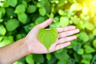 High angle view of green leaf on palm of hand