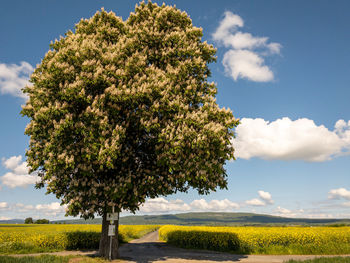 Tree on field against sky