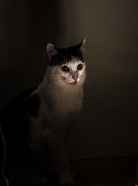 Portrait of cat sitting against black background